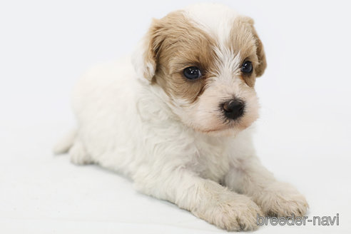 成約済の神奈川県のミックス犬-310933の2枚目